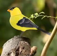 Animaux automates musicaux Oiseau automate chanteur &eacute;lectronique et interactif avec mouvement du bec et de la t&ecirc;te