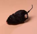 Rat noir automate courant avec fourrure et mouvement de la queue - Jouet m&eacute;canique &agrave; remontoir